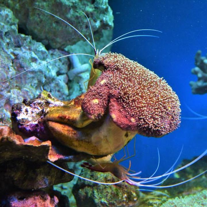 Poradnik przed wizytą w oceanarium