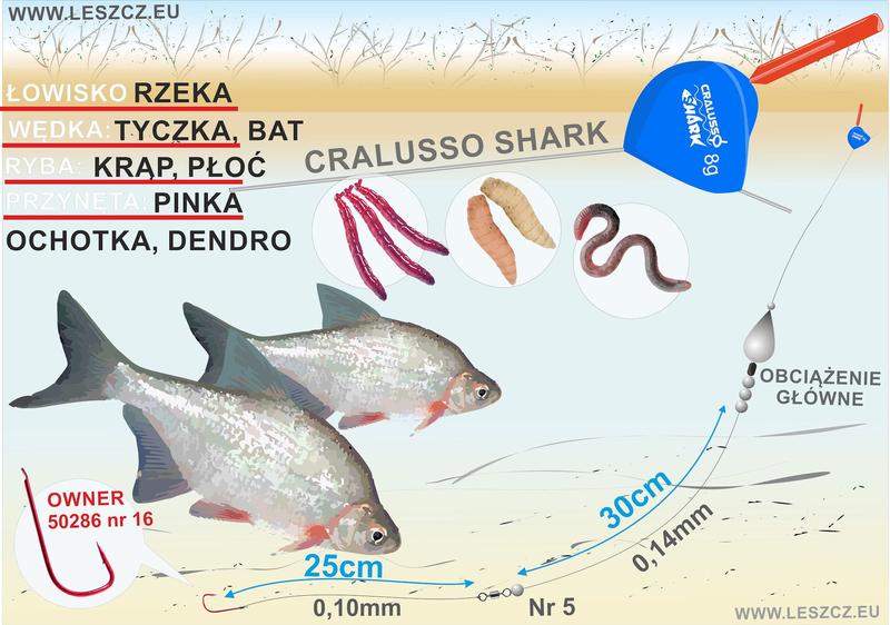 Porady wędkarskie kromp ryba