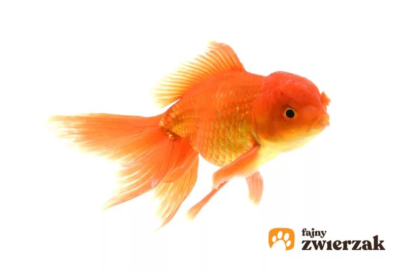 Problemy zdrowotne ryb w kuli