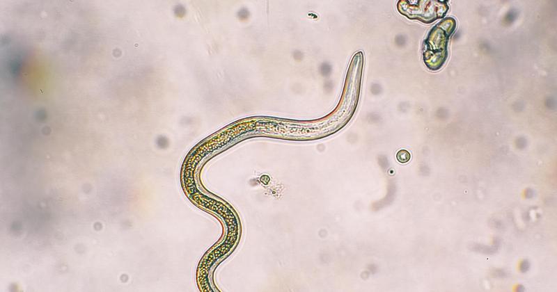 Profilaktyka i leczenie glistnicy