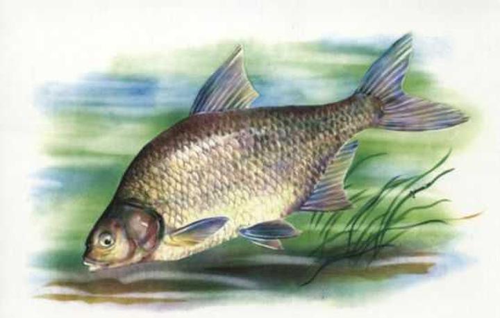 Przepisy z kromp ryby