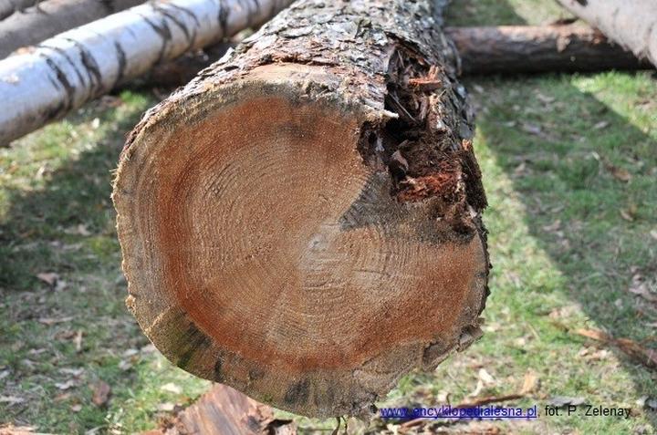 Przyczyny pojawiania się brunatnicy