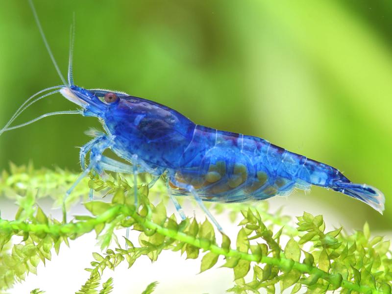 Rozmnażanie krewetek w akwarium