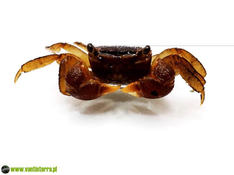 Rozmnażanie skorupiaków