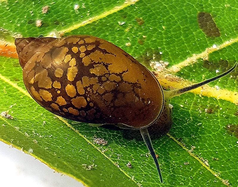 Rozmnażanie ślimaków w akwarium