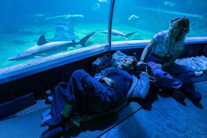 Różnice między afrykarium a oceanarium