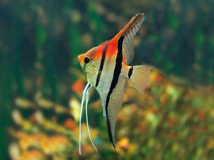 Skalar vs żaglowiec