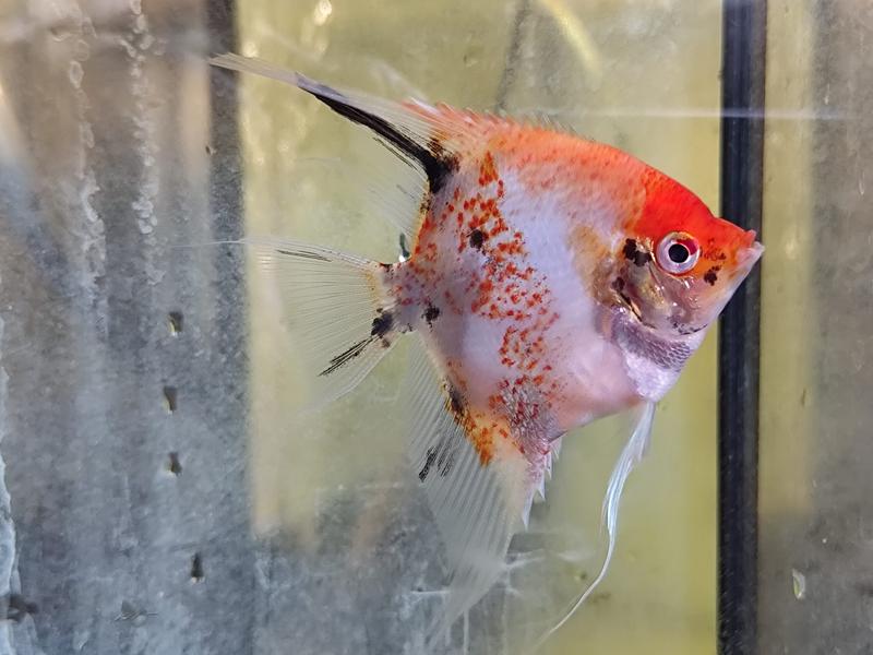 Skalar w matematyce i fizyce