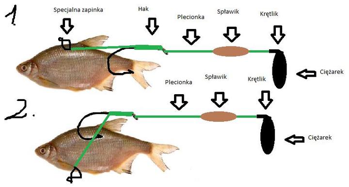 Techniki połowu suma na żywca