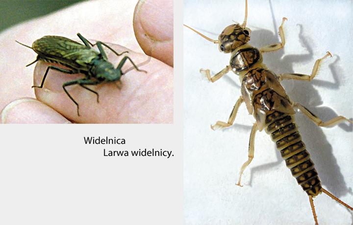 Techniki użycia przynęt widelnica