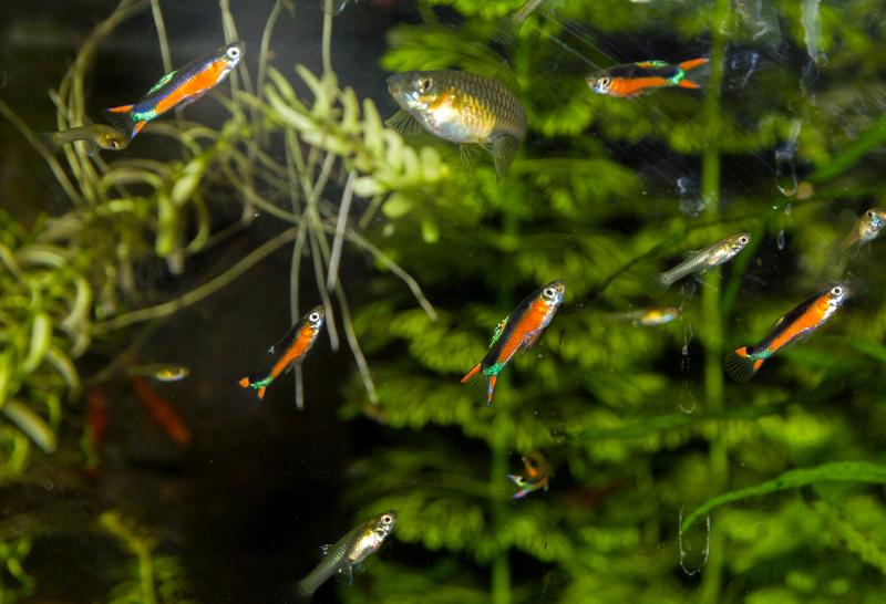 Warunki hodowlane i dieta gupików