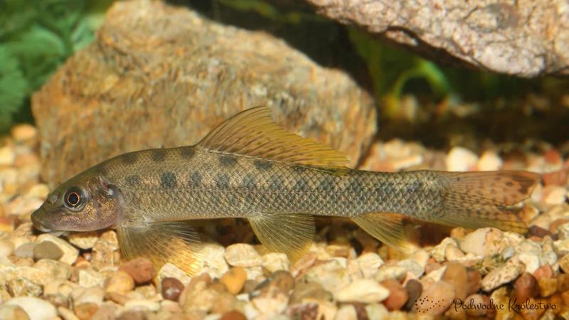 Warunki w akwarium dla glonojada