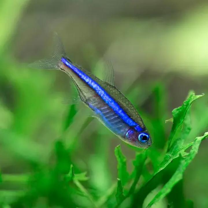 Właściwości chemiczne podłoża akwariowego