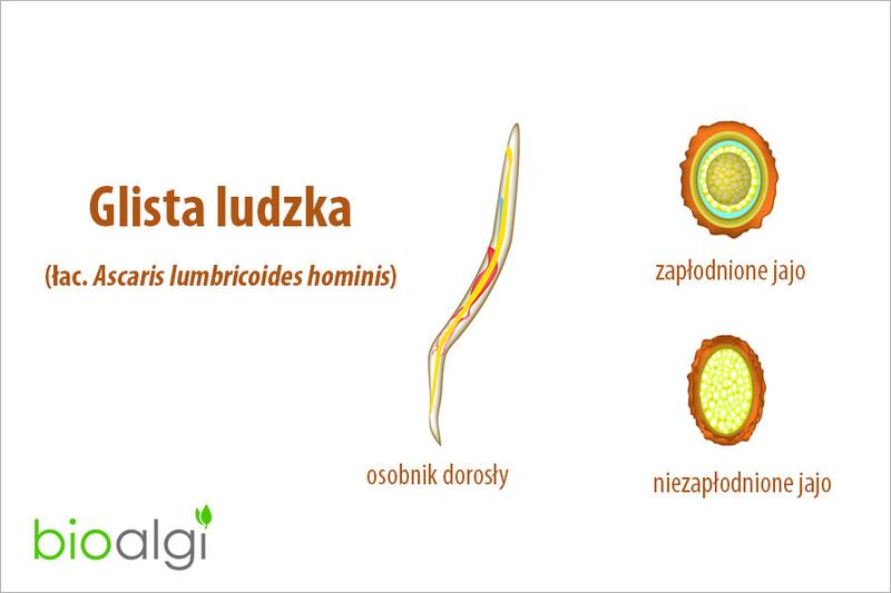 Wpływ glisty ludzkiej na układ pokarmowy