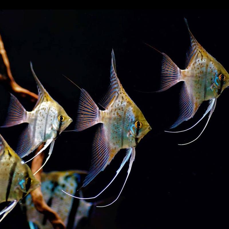 Zastosowania skalara w codziennym życiu