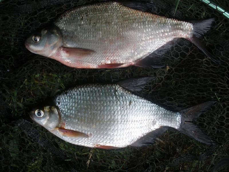 Zdrowotne właściwości kromp ryby