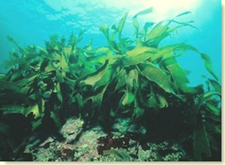 Zwalczanie brunatnicy w akwarium