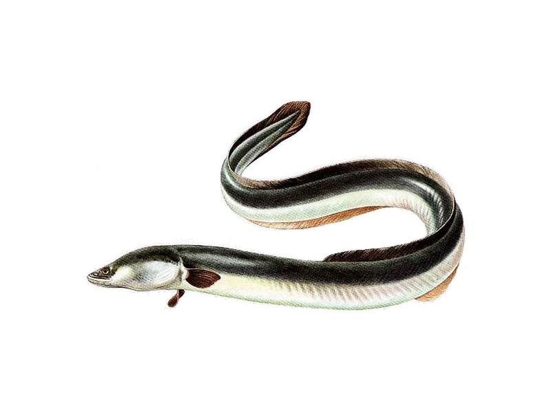 Zwyczaje żywieniowe węgorza