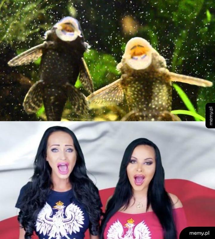 Żywienie glonojadów podczas rozmnażania