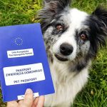 Bezstresowy sposób na wyrobienie paszportu psu – jak uniknąć kosztownych błędów