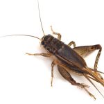 Co jedzą świerszcze? Odkryj najlepsze pokarmy dla tych fascynujących owadów!