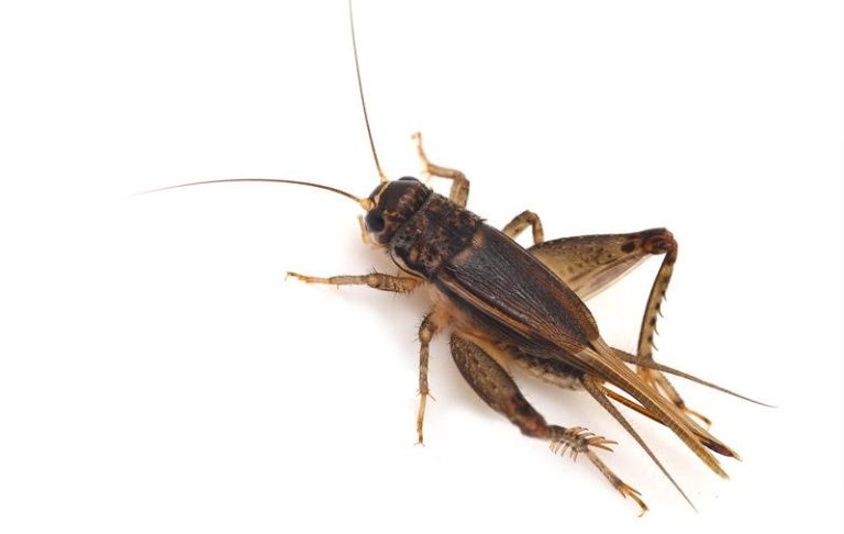 Co jedzą świerszcze? Odkryj najlepsze pokarmy dla tych fascynujących owadów!