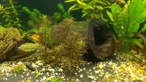 Dlaczego Twoje rośliny w akwarium brązowieją i jak temu zaradzić?