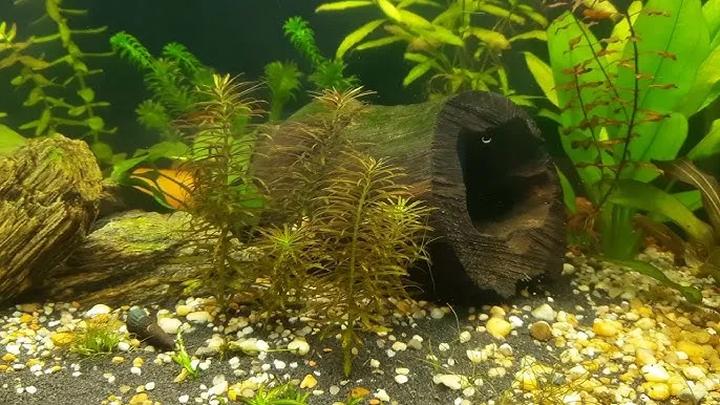 Dlaczego Twoje rośliny w akwarium brązowieją i jak temu zaradzić?