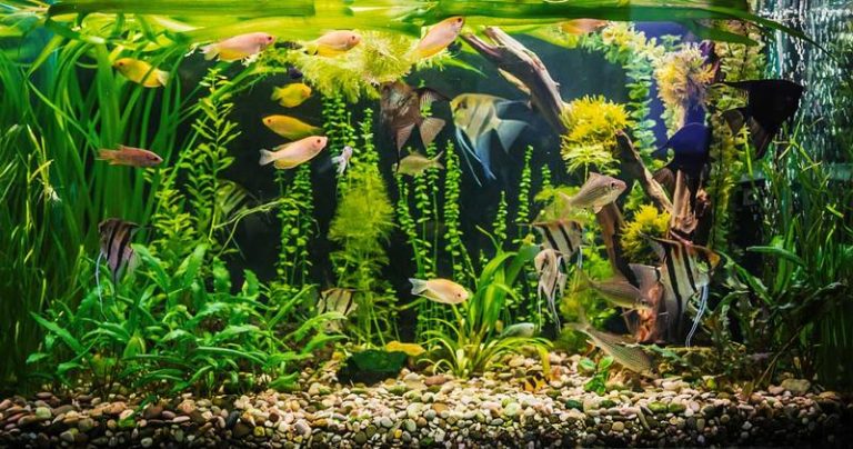 Duże ryby z neonkami, które stworzysz harmonię w twoim akwarium