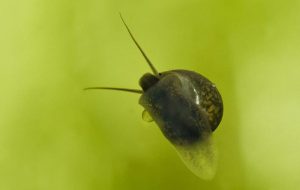 Jak skutecznie pozbyć się ślimaków z akwarium, nie szkodząc rybom?