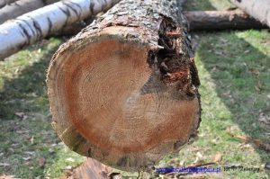 Jak skutecznie zwalczać brunatnicę w akwarium i zrozumieć jej przyczyny?