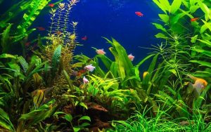 Jak wybrać idealne tło do akwarium, aby zapewnić rybom lepszy komfort?