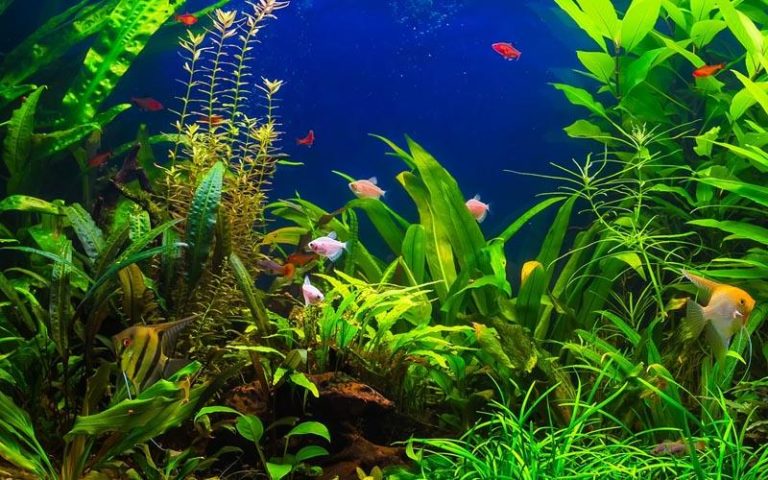 Jak wybrać idealne tło do akwarium, aby zapewnić rybom lepszy komfort?