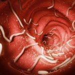 Jakie są nawyki żywieniowe glisty ludzkiej i jej wpływ na zdrowie człowieka?