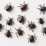 Kleszcze a Twoje zwierzęta: co naprawdę zagraża ich zdrowiu?