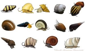 Najlepsze ślimaki do akwarium, które pomogą w walce z glonami