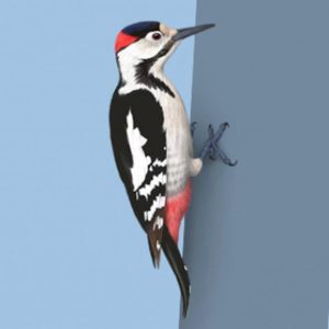 Odkryj, czym się żywi dzięcioł – tajemnice diety tych fascynujących ptaków