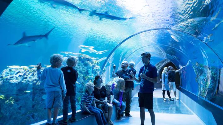Odkryj fascynujące sekrety oceanarium lubelskiego i sprawdź godziny otwarcia