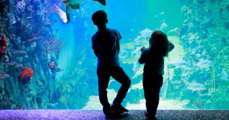 Odkryj magię Oceanarium w Świętokrzyskim – co warto zobaczyć i jak się do tego przygotować?