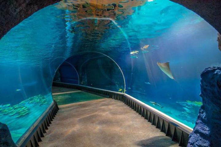 Odkryj największe polskie oceanarium w Krakowie – co warto zobaczyć?