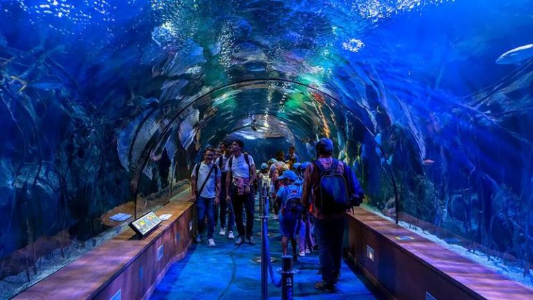 Odkryj Skarby Oceanarium w Walencji: Jak Nie Przegapić Najważniejszych Punktów i Oszczędzić na Biletach