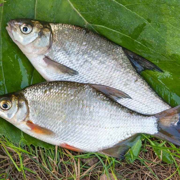 Odkryj świat Kromp Ryby: Ciekawostki, przepisy i przydatne porady