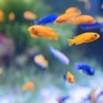 Rybki dla początkujących: Proste gatunki, które przetrwają nowicjusze błędy