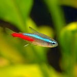 Rybki do małego akwarium: Spokojne gatunki, które idealnie się sprawdzą