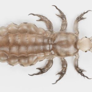 Sekrety krwawego pożywienia: Czym się żywi wesz i co warto wiedzieć?