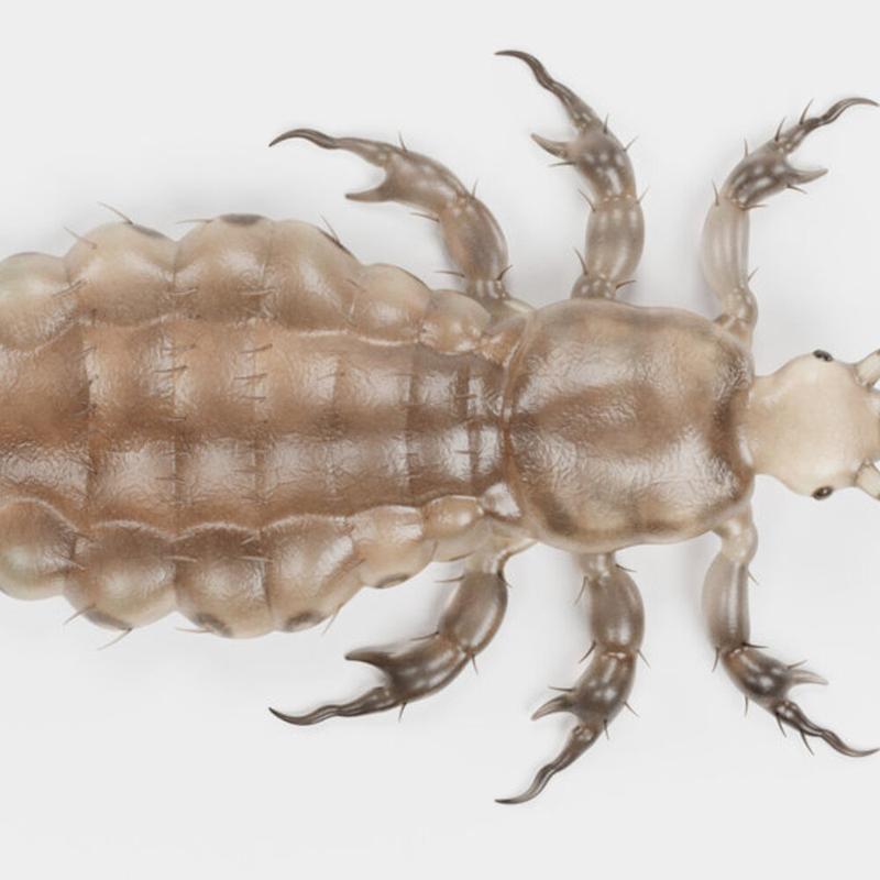 Sekrety krwawego pożywienia: Czym się żywi wesz i co warto wiedzieć?