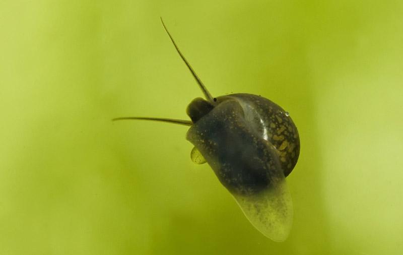 Skąd w akwarium biorą się ślimaki? Odkryj zaskakujące źródła ich obecności