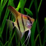 Skalar czy żaglowiec – jakie są kluczowe różnice między tymi rybami akwariowymi?