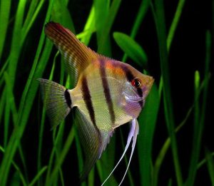 Skalar czy żaglowiec – jakie są kluczowe różnice między tymi rybami akwariowymi?