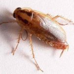 Skuteczne metody walki z prusakami – jak szybko się rozmnażają i jak je wyeliminować?